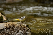Grey wagtail